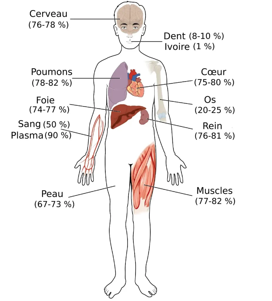 Teneurs en eau du corps humain