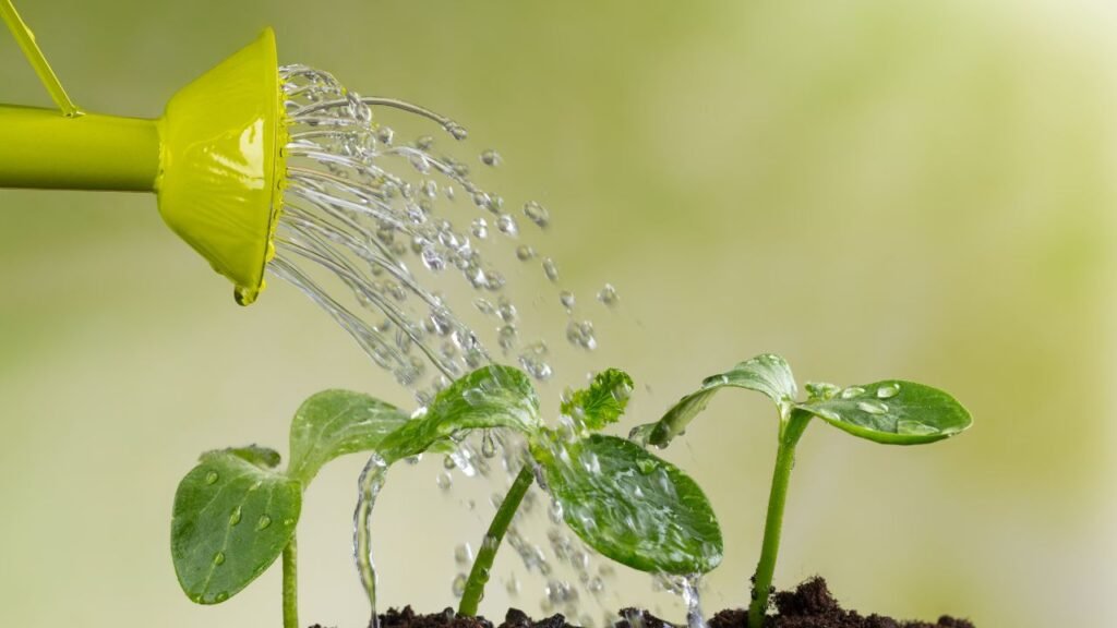 Système de purification d'eau de pluie : Multiples usages de l'eau purifiée